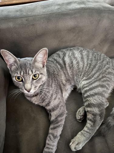 Lost Female Cat last seen Westover Hills Richmond VA , Richmond, VA 23225