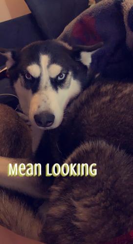 Lost Female Dog last seen Eastwood and Brandon , Akron, OH 44305