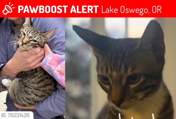 Lost Male Cat last seen Southwood and Deerfield Ct, Lake Oswego, OR 97035