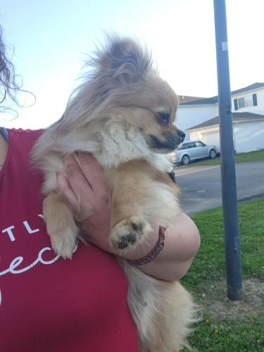 Lost Female Dog last seen Near indian cloud way Galloway oh 43119, Galloway, OH 43119