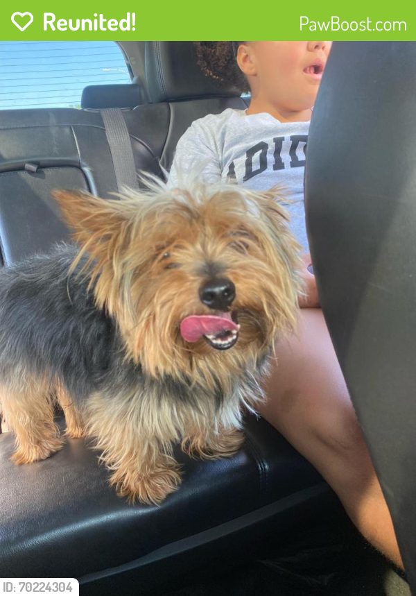 Reunited Male Dog last seen Alley between 50th & 49th on Storer , Cleveland, OH 44109