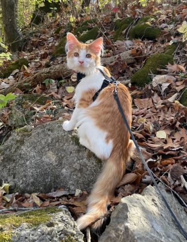 Lost Male Cat last seen HARRISON AVE BETWEEN DEBRECK AND WOODROW, Cincinnati, OH 45225
