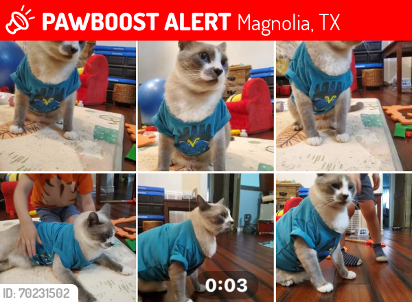Lost Male Cat last seen Near Myrtle Gardens boulevard  magnolia tx 77354, Magnolia, TX 77354