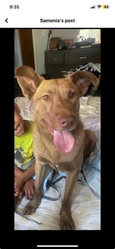 Lost Male Dog last seen Marks and Emerson, Fresno, CA 93721