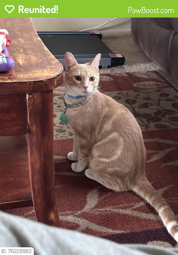 Reunited Male Cat last seen Delaney and coors Where is where is there a picture of him?, Albuquerque, NM 87120