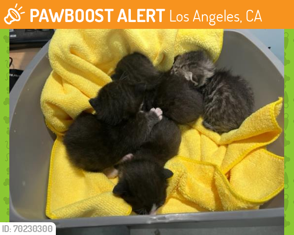 Shelter Stray Female Cat last seen , Los Angeles, CA 91405