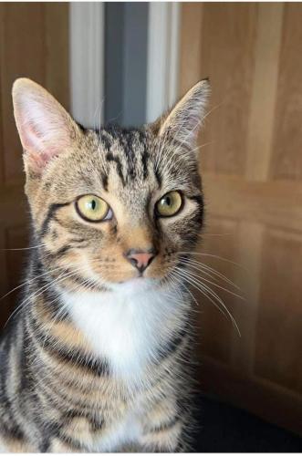Lost Female Cat last seen By the vets, West Midlands, England DY2