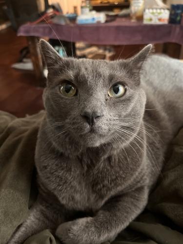 Lost Male Cat last seen Summerlin and Pine, Orlando, FL 32801