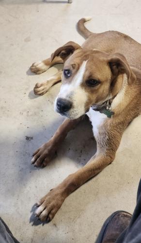 Lost Female Dog last seen Abbot Rd , Adkins, TX 78101