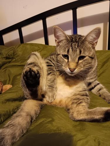 Lost Male Cat last seen Highway 74 West, Shelby, NC 28150