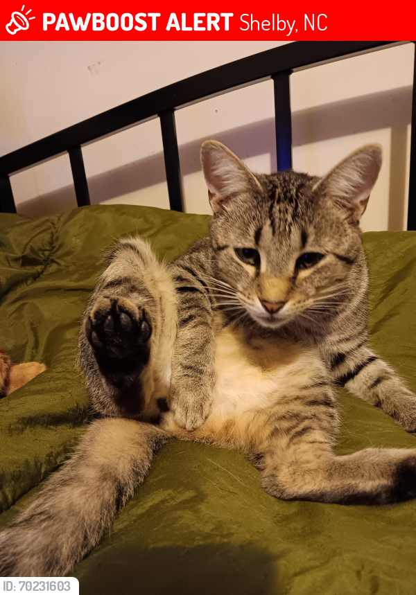 Lost Male Cat last seen Highway 74 West, Shelby, NC 28150