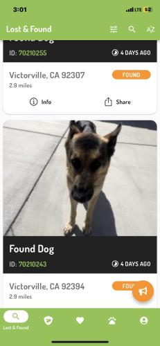 Lost Female Dog last seen In desert, Victorville, CA 92394