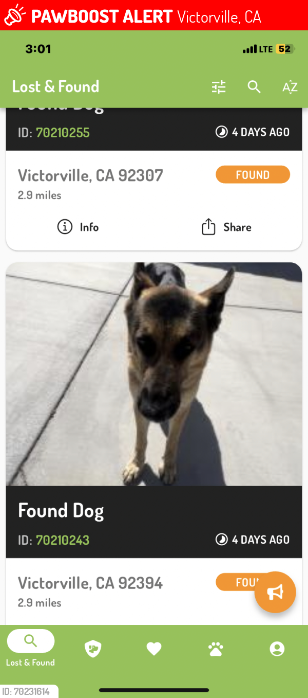 Lost Female Dog last seen In desert, Victorville, CA 92394