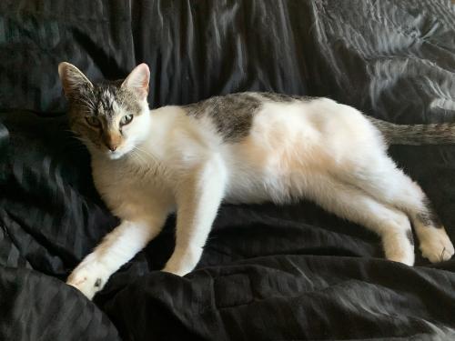 Lost Female Cat last seen Paralee St, Durant, OK 74701
