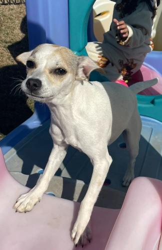 Lost Female Dog last seen Hill street park, Raleigh, NC 27604
