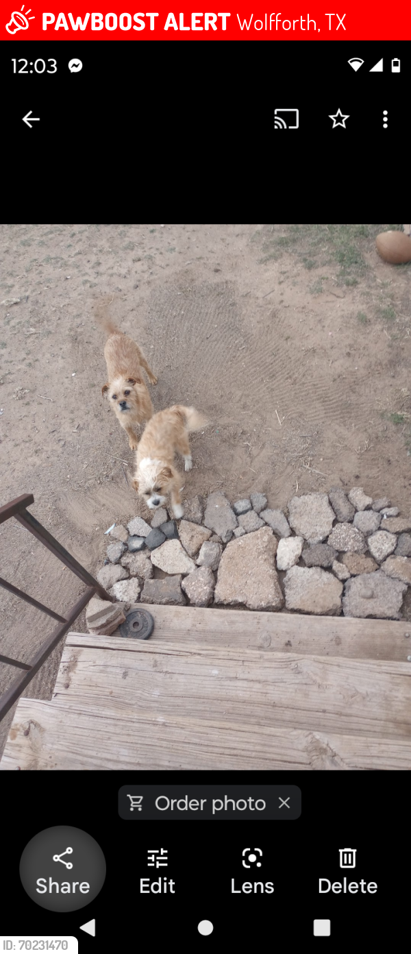 Lost Male Dog last seen Roadrunner trailer park , Wolfforth, TX 79382