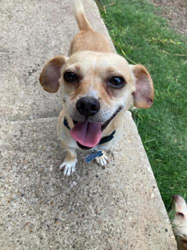 Lost Male Dog last seen Chineas Road and miller Road , Rowlett, TX 75088