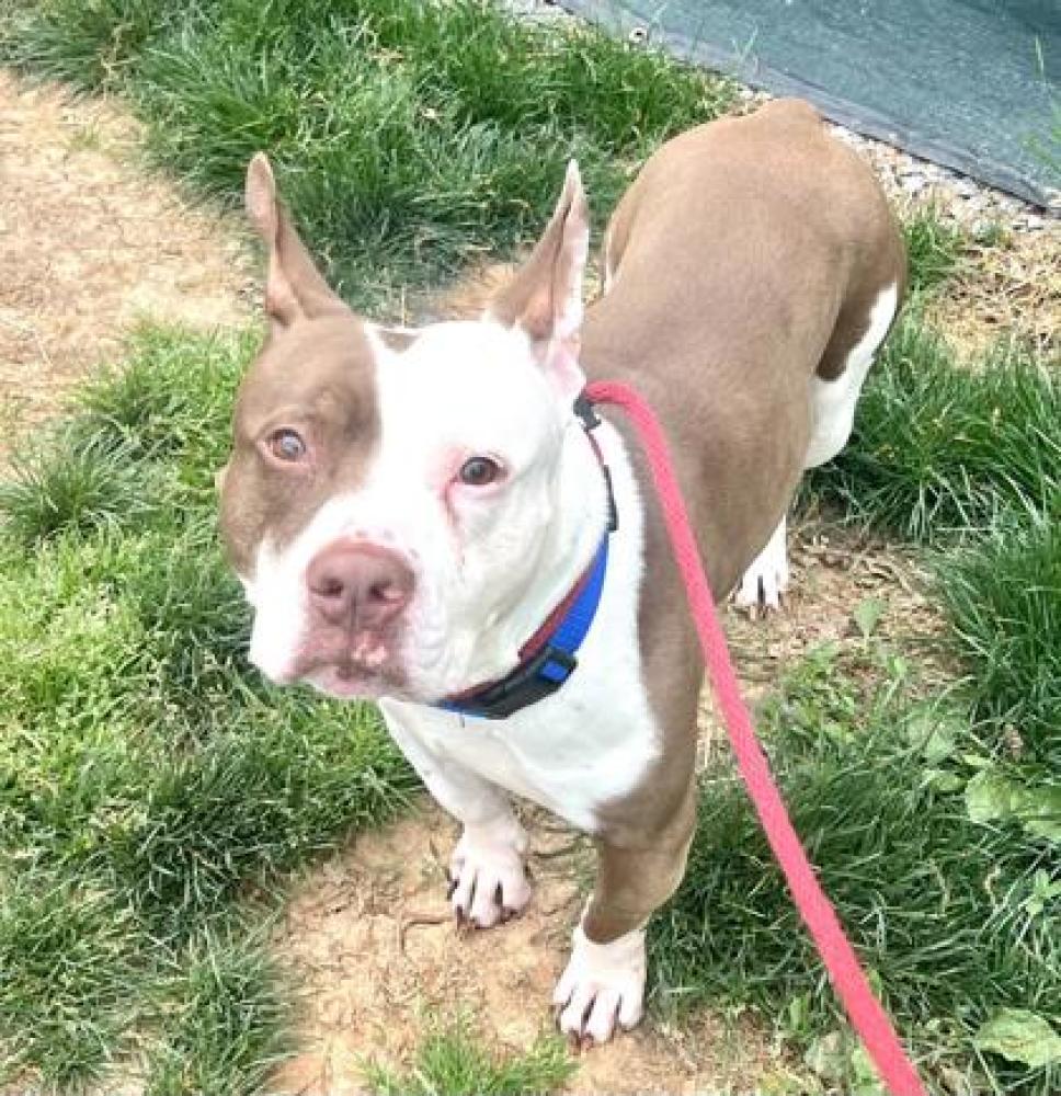 Shelter Stray Male Dog last seen Near E Baltimore St, 21224, MD, Baltimore, MD 21230