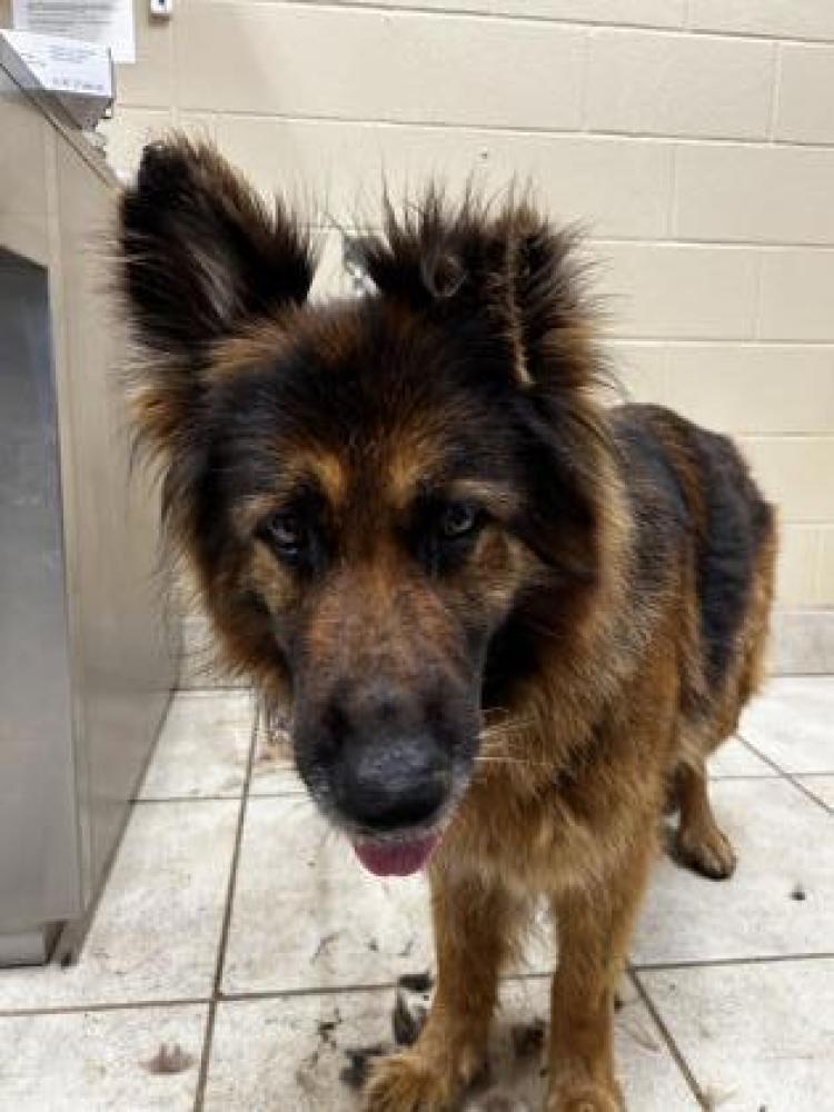 Shelter Stray Female Dog last seen Cedar Park, TX 78613, Georgetown, TX 78626
