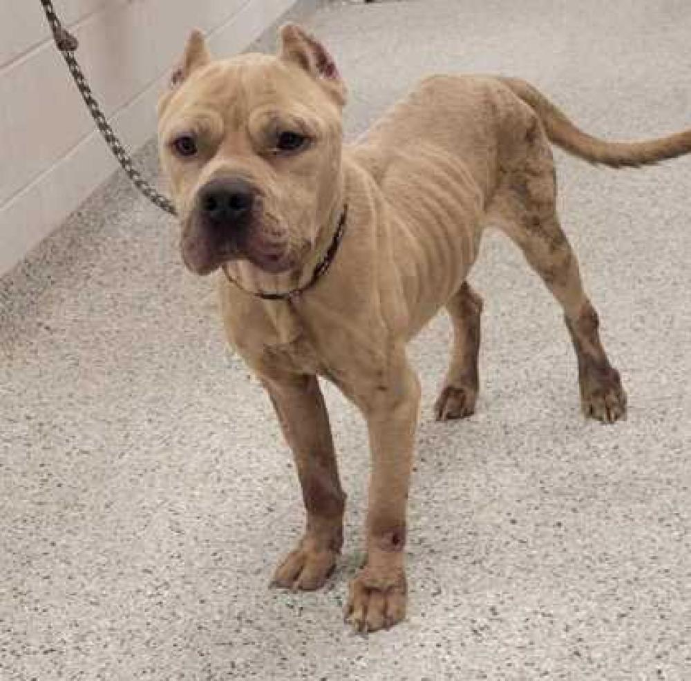 Shelter Stray Male Dog last seen Near E 59th St, 64131, MO, Kansas City, MO 64132