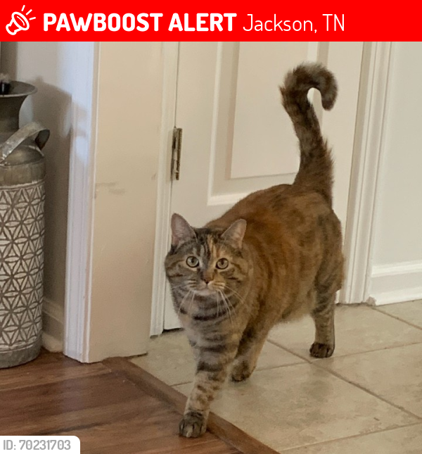 Lost Female Cat last seen Wheeling Dr & East University, Jackson, TN 38305