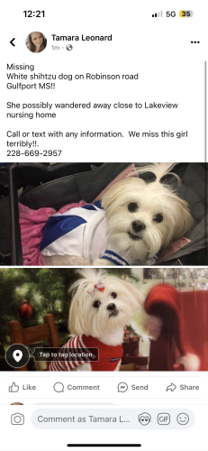 Lost Female Dog last seen Lakeview nursing  , Gulfport, MS 39503