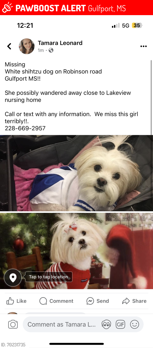 Lost Female Dog last seen Lakeview nursing  , Gulfport, MS 39503