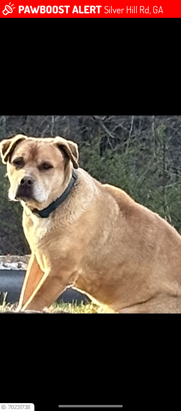 Lost Male Dog last seen Silver Hill Rd end closest to Martha Berry , Smoke Rise, GA 30087