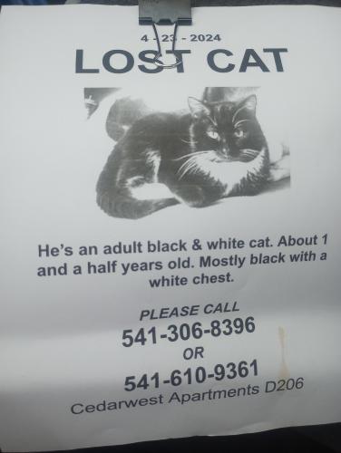 Lost Male Cat last seen Watt Eay and Donegan , Bend, OR 97701
