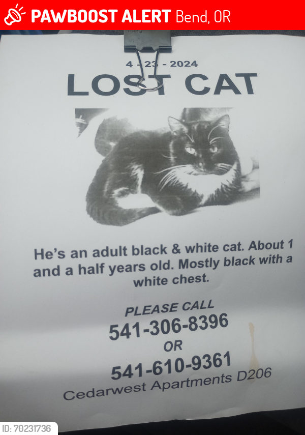 Lost Male Cat last seen Watt Eay and Donegan , Bend, OR 97701