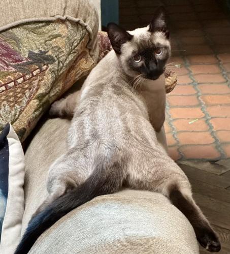 Lost Male Cat last seen Shady Canyon and Sierra Elena Rd, Irvine, CA 92603