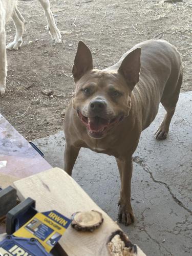 Lost Female Dog last seen Jefferson/peninsula, Newport News, VA 23602