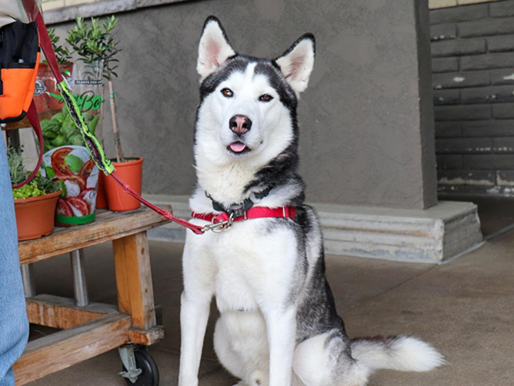 Shelter Stray Male Dog last seen Near BLOCK S ARROYO BLVD-LOWER ARROYO PARK, Pasadena, CA 91105