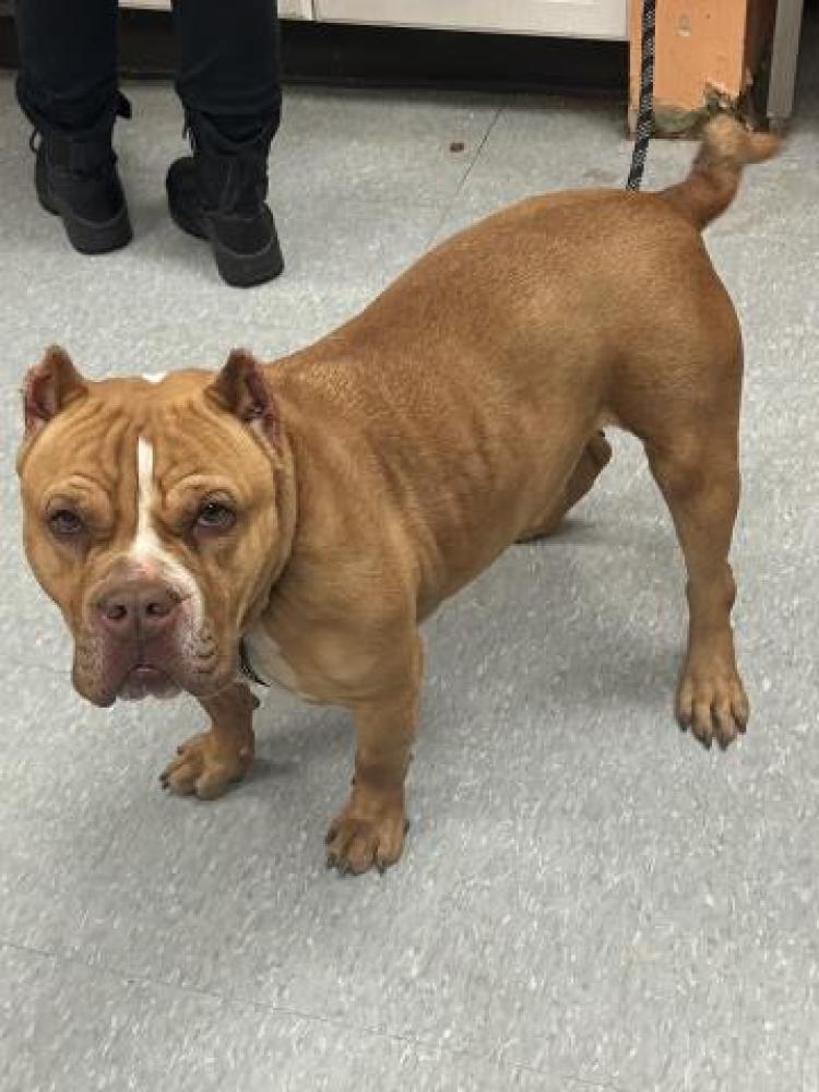 Shelter Stray Female Dog last seen GRATIOT AVE & VAN DYKE AVEDETROIT, MI 48213, Detroit, MI 48211