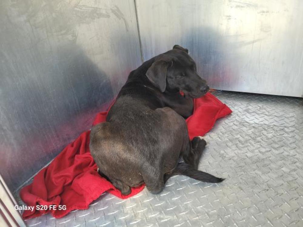 Shelter Stray Male Dog last seen Near BLOCK CLOVERLAWN ST, DETROIT, MI 48238, Detroit, MI 48211