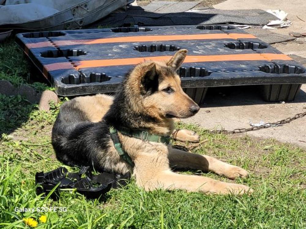 Shelter Stray Female Dog last seen Near BLOCK GILCHRIST ST, DETROIT, MI 48235, Detroit, MI 48211