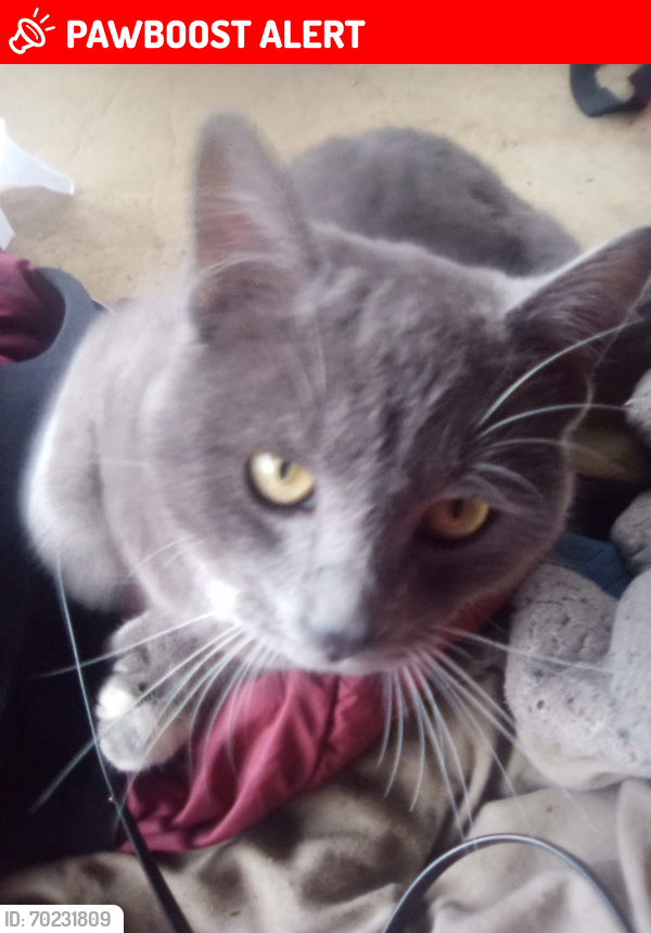 Lost Male Cat last seen Case rd extension, Thurston County, WA 98511