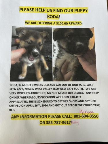 Lost Female Dog last seen Near west 3700 south, West Valley City, UT 84120