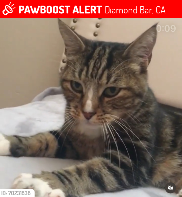 Lost Male Cat last seen Db blvd brea canyon rd, Diamond Bar, CA 91765