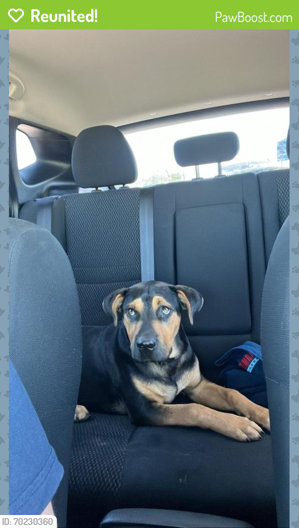 Reunited Male Dog last seen Aron st , Baytown, TX 77520