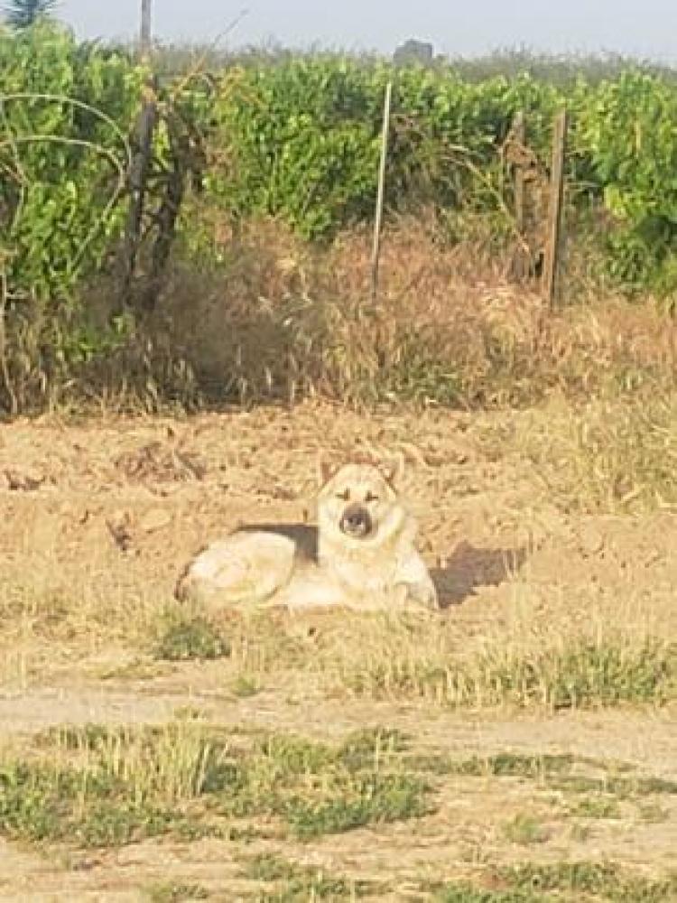 Shelter Stray Male Dog last seen Shields & Grantland, Fresno Zone Fresno City A 93723, CA, Fresno, CA 93706
