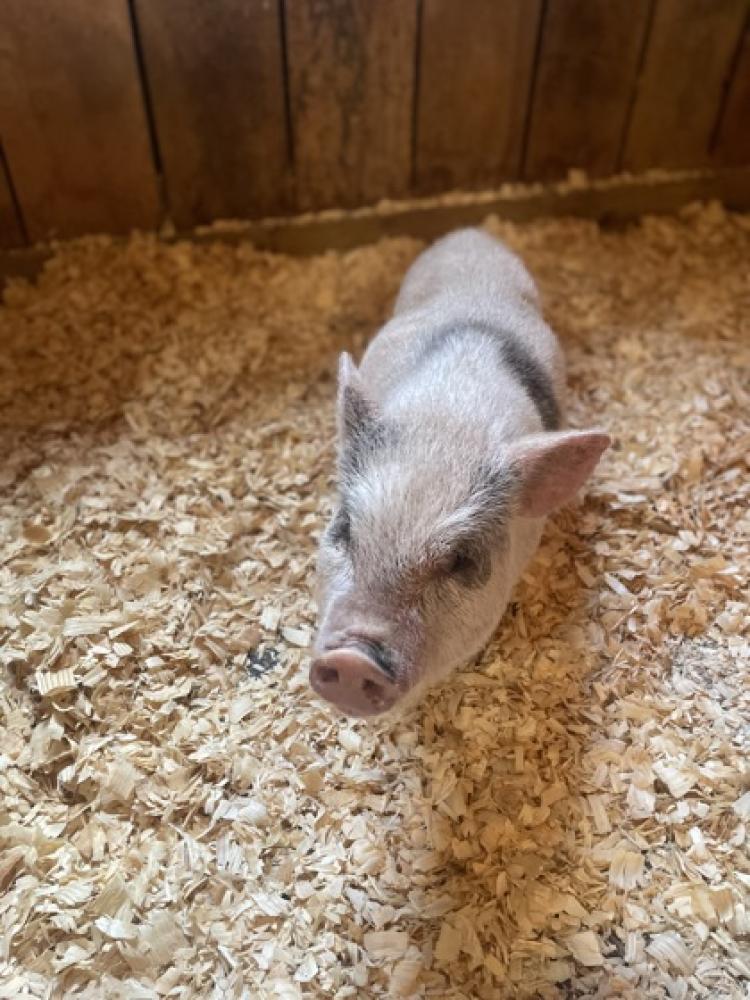Shelter Stray Female Pig last seen Near Whistler, 21223, MD, Baltimore, MD 21230