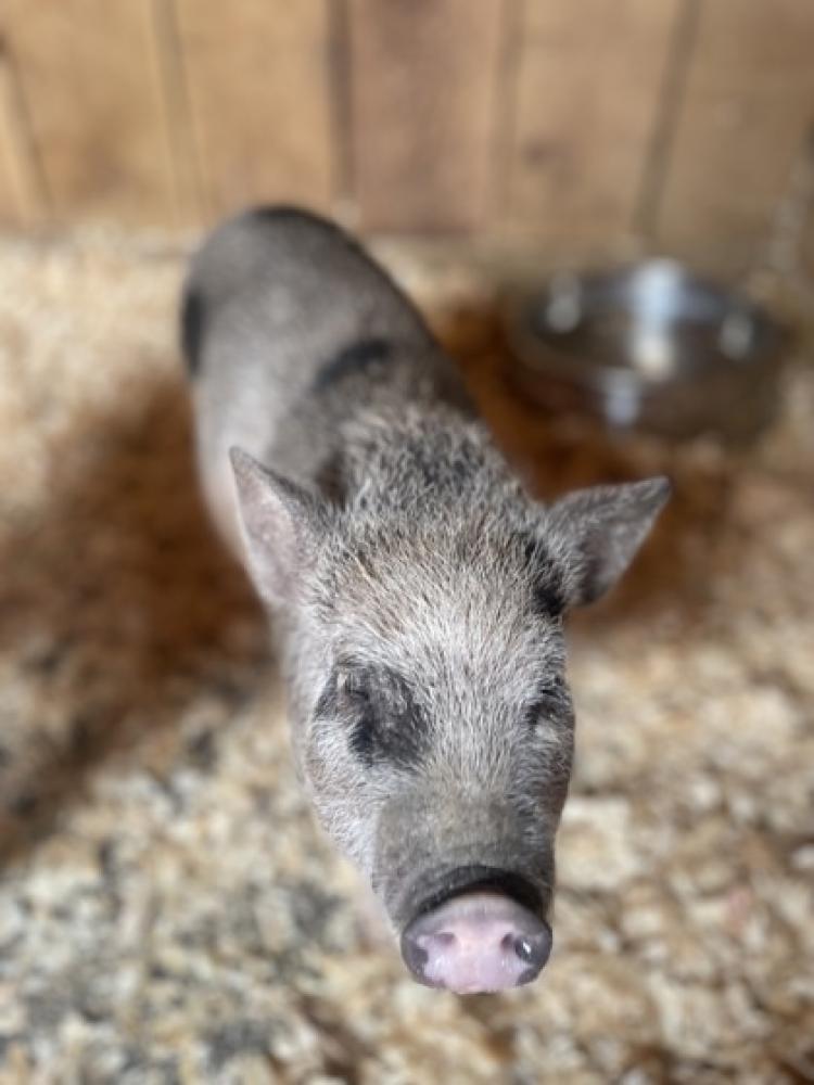 Shelter Stray Female Pig last seen Near Whistler, 21223, MD, Baltimore, MD 21230