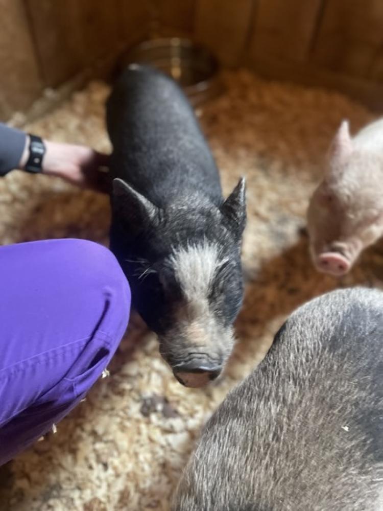 Shelter Stray Male Pig last seen Near Whistler, 21223, MD, Baltimore, MD 21230