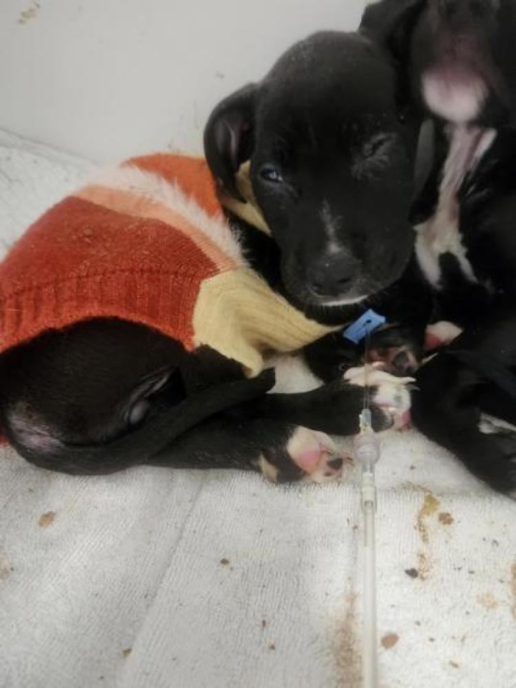 Shelter Stray Female Dog last seen Round Rock, TX 78664, Georgetown, TX 78626