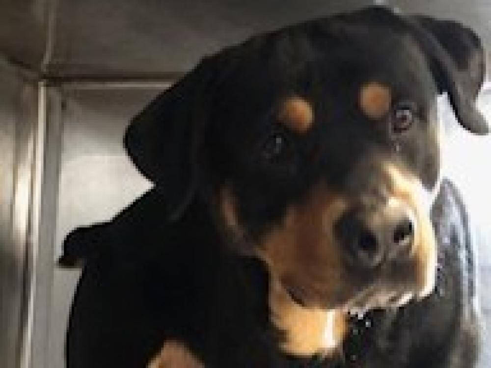 Shelter Stray Male Dog last seen Cedar Park, TX 78613, Georgetown, TX 78626