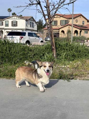 Lost Female Dog last seen Rochester , Riverside, CA 92504
