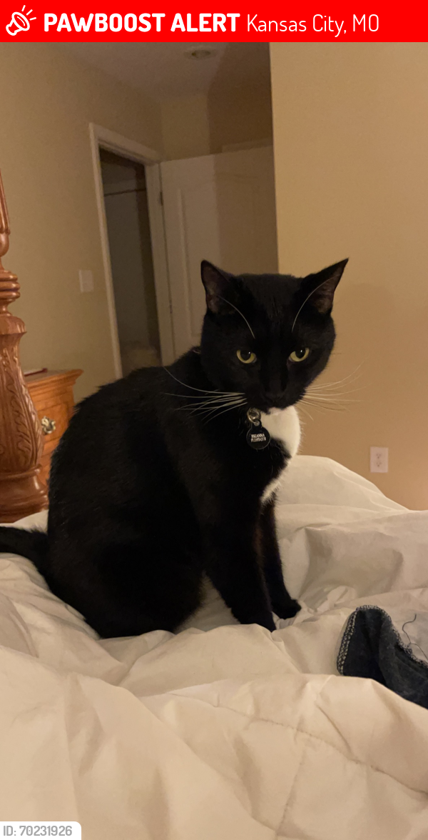 Lost Male Cat last seen 109th and marsh, Kansas City, MO 64137