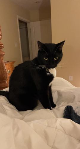 Lost Male Cat last seen 109th and marsh, Kansas City, MO 64137