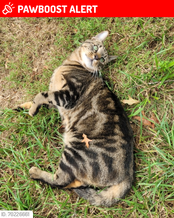 Lost Male Cat last seen Aden Rd and Trotters Ridge , Prince William County, VA 20181